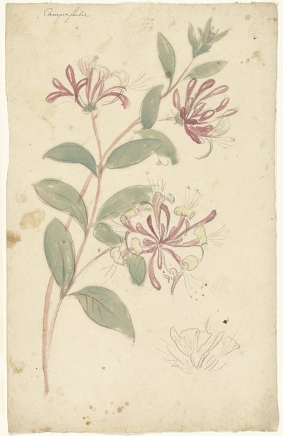 Kaprifolium av Elias van Nijmegen