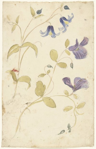 Studier av lilla og blå blomster av Elias van Nijmegen