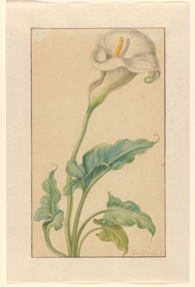 Hvit arronstilk av Elias van den Broeck (signed by artist)