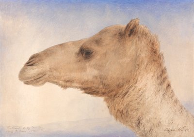 Portrett av kunstnerens dromedar av Elijah Walton