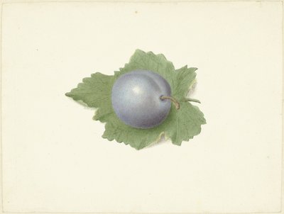 Plomme på et blad av Elisabeth Geertruida van de Kasteele