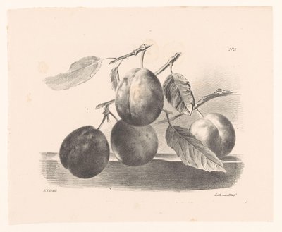 Pruimen aan takken Prinsipper for blomster og frukt for nybegynnere (serietittel) av Elise Therèse Daiwaille