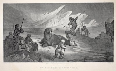 Walrus Hunt off Pikantlik, illustrasjon fra 