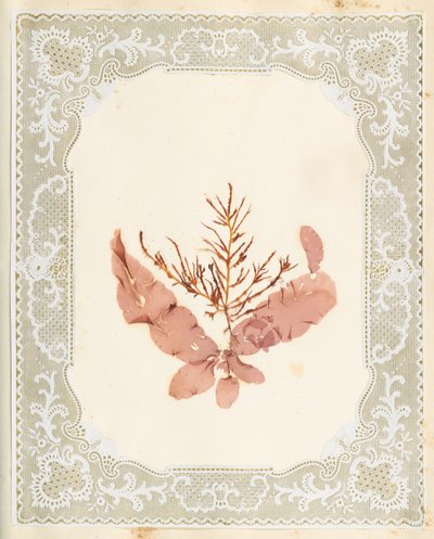Tang av Eliza A. Jordson