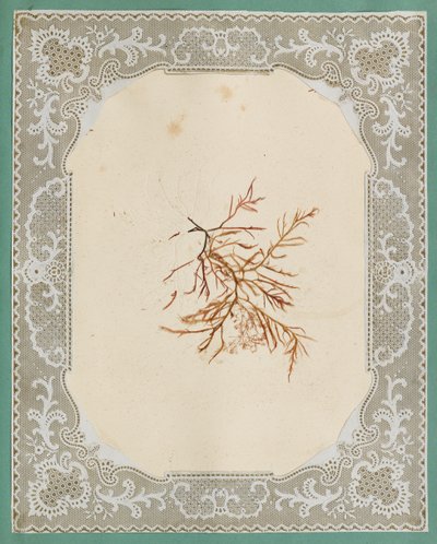Tang av Eliza A. Jordson