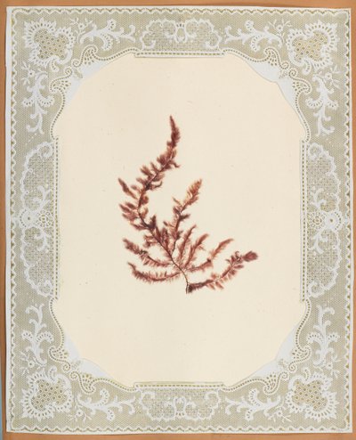Tang av Eliza A. Jordson