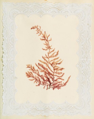 Tang av Eliza A. Jordson