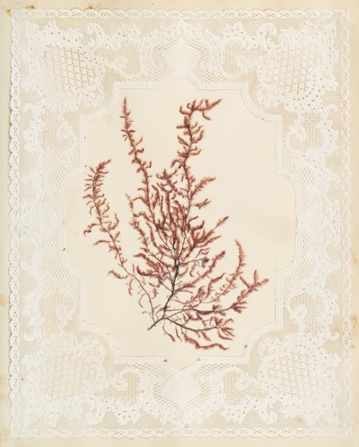 Tang av Eliza A. Jordson