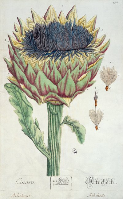 Artisjokk, fra 'Herbarium Blackwellianum', 1757 (penn og blekk og wc på papir) av Elizabeth Blackwell