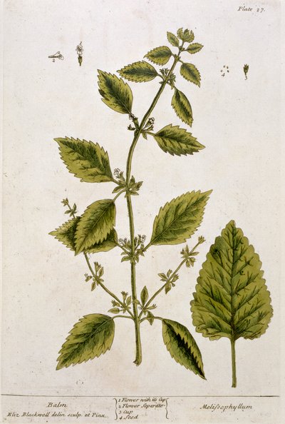 Balsam, plate 27 fra 