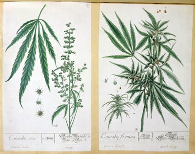 Cannabis mas og Cannabis foemina, fra 