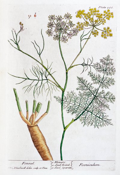 Fennikel, 1782 av Elizabeth Blackwell