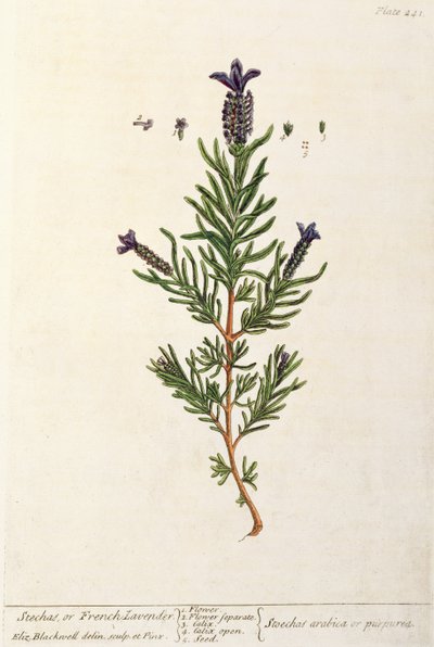 Fransk lavendel, plate 241 fra 