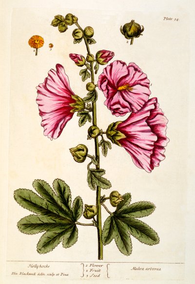 Stokroser, plate 54 fra 