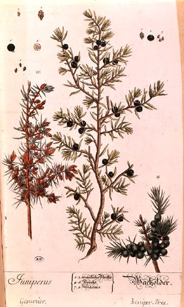 Juniper (Juniperus) tallerken fra den tyske utgaven av 