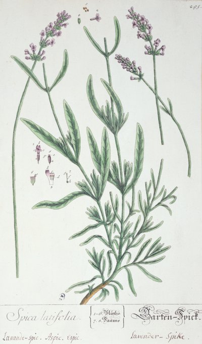 Lavender Spike, tallerken fra 