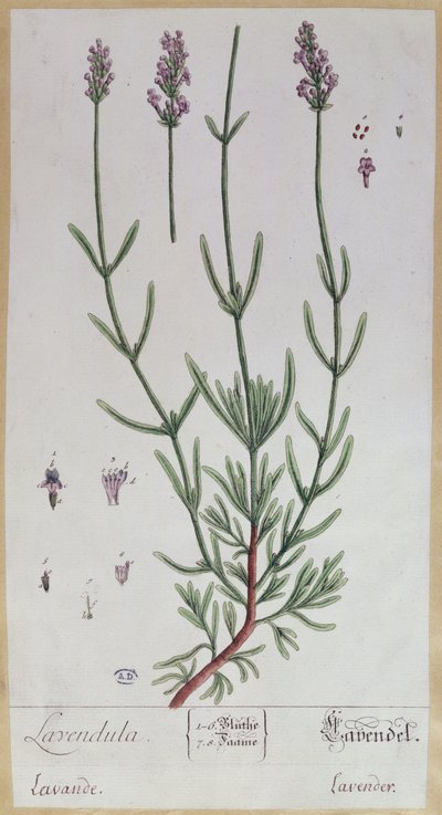 Lavendel, tallerken fra 
