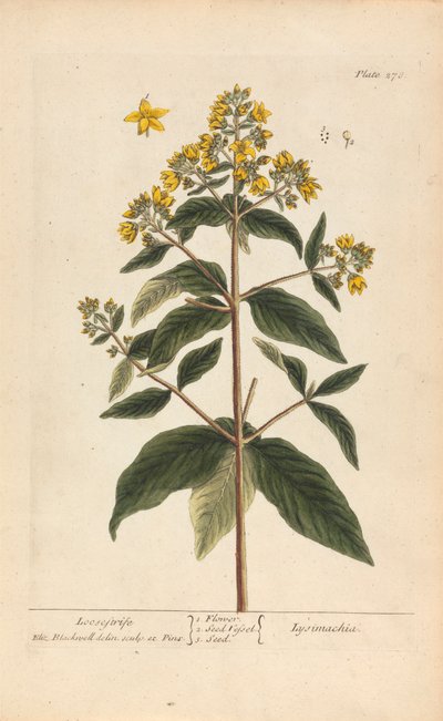 Lysimachia (Loosestrife), plate 278 fra 'A Curious Herbal', bind II, London, 1737 av Elizabeth Blackwell