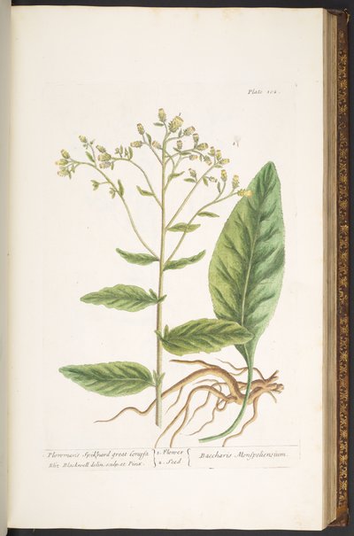 Tallerken 102, fra 