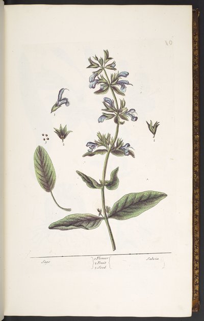 Tallerken 10, Sage, fra 