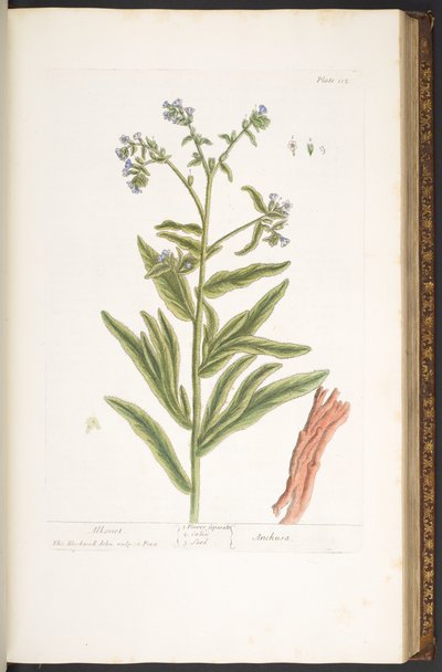 Tallerken 112, fra 'A Curious Herbal' av Elizabeth Blackwell