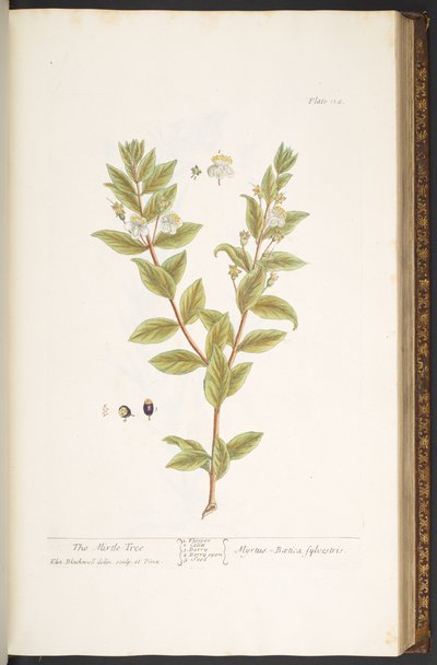 Tallerken 114, fra 