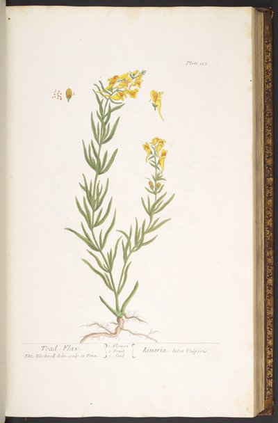 Tallerken 115, fra 