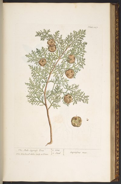 Tallerken 127, fra 'A Curious Herbal' av Elizabeth Blackwell