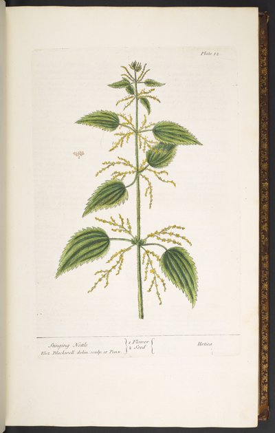 Tallerken 12, brennesle, fra 