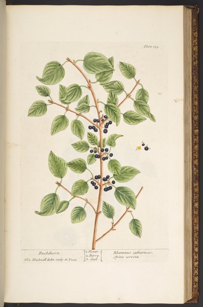 Tallerken 135, fra 
