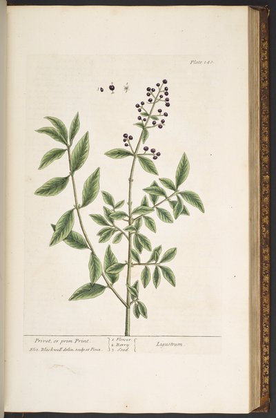Tallerken 140, fra 'A Curious Herbal' av Elizabeth Blackwell