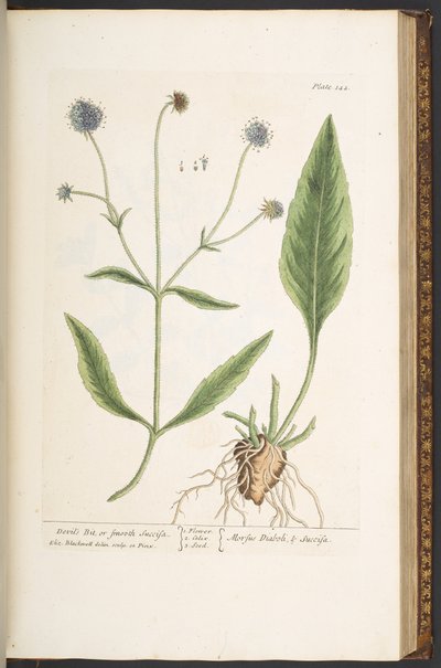 Tallerken 142, Devil