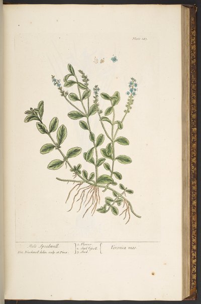Tallerken 143, fra 'A Curious Herbal' av Elizabeth Blackwell