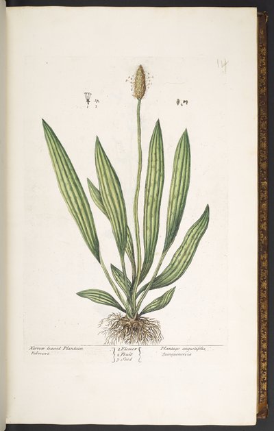 Tallerken 14, Narrow Leaved Plantain, fra 'A Curious Herbal' av Elizabeth Blackwell