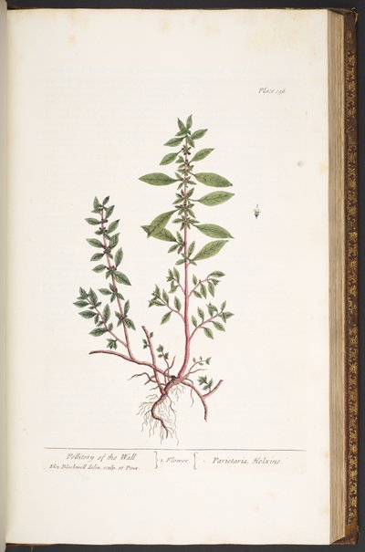 Tallerken 156, fra 