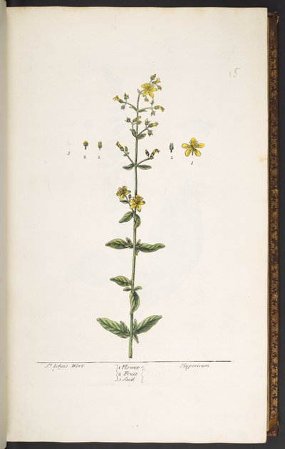Tallerken 15, johannesurt, fra 
