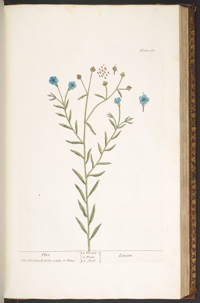 Tallerken 160, fra 