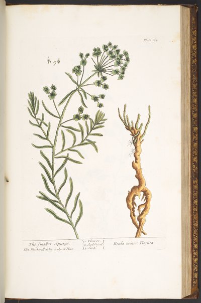 Tallerken 163, fra 