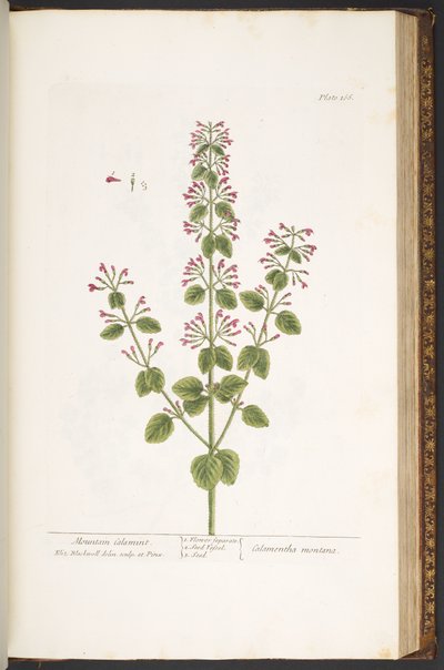 Tallerken 166, Mountain Calamint, fra 'A Curious Herbal' av Elizabeth Blackwell