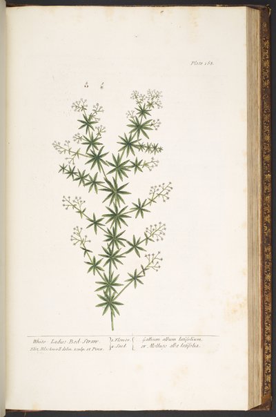 Tallerken 168, fra 'A Curious Herbal' av Elizabeth Blackwell