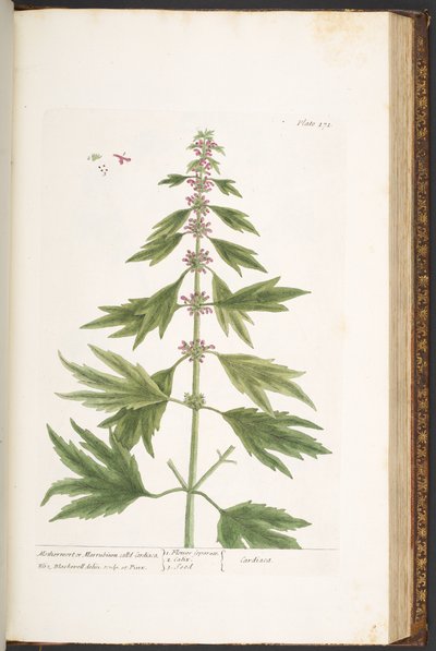 Tallerken 171, fra 'A Curious Herbal' av Elizabeth Blackwell