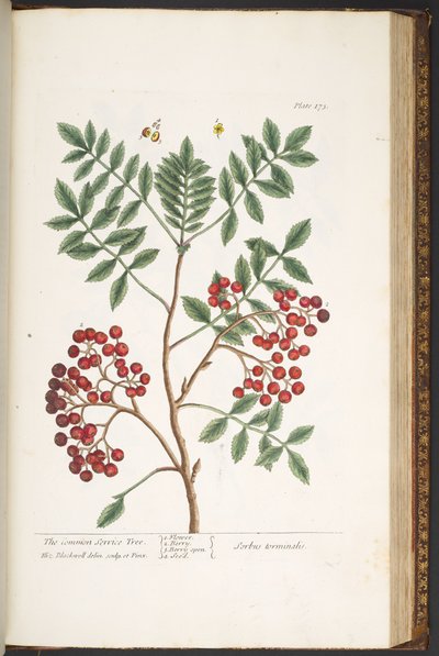 Tallerken 173, fra 'A Curious Herbal' av Elizabeth Blackwell