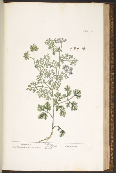 Tallerken 176, fra 'A Curious Herbal' av Elizabeth Blackwell