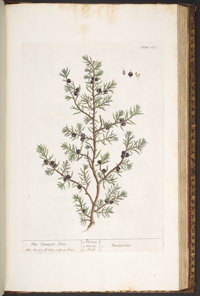 Tallerken 187, The Juniper Tree, fra 