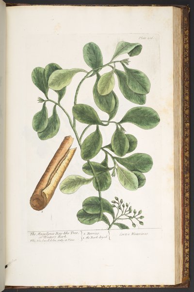 Tallerken 206, fra 