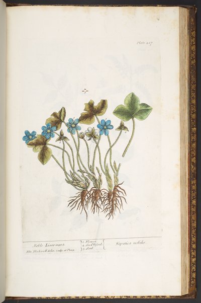 Tallerken 207, fra 