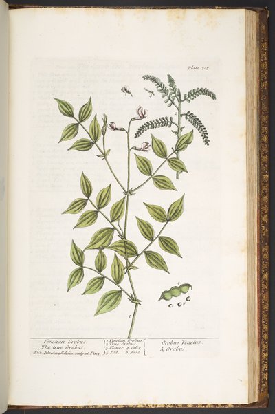 Tallerken 208, fra 'A Curious Herbal' av Elizabeth Blackwell