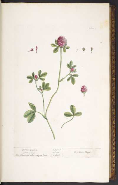 Tallerken 20, Purple Trefoil Clover Grass, fra 