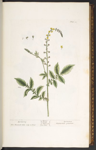 Tallerken 21, Agrimony, fra 'A Curious Herbal' av Elizabeth Blackwell
