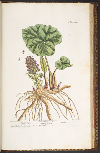 Tallerken 222, fra 
